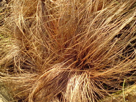 Carex 'Colmans Bronze' winter 2008 (Carex 'Comans Bronze')