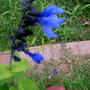 SALVIA