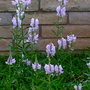 MEMORY PLANT