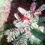 CAESALPINIA PULCHERRIMA