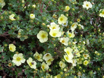A garden flower photo