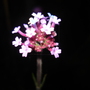Verbena (Verbena bonariensis (Verbena))
