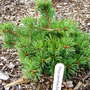 Pinus_parviflora__eilidh_