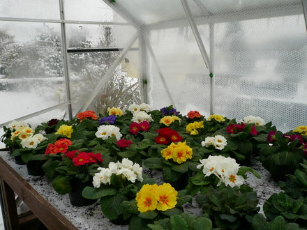 Winter colour