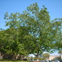 Ficus mysorensis - Mysore Fig (Ficus mysorensis)