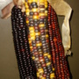 Indian corn close-up.