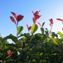 Photinia Red Robin (photinia fraseri)