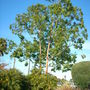 Eucalyptus deglupta - Mindinao Gum, Rainbow Eucalyptus (Eucalyptus deglupta - Mindinao Gum)