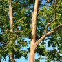 Eucalyptus deglupta - Mindinao Gum, Rainbow Eucalyptus (Eucalyptus deglupta)