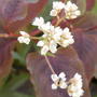 Red Dragon  (Persicaria)