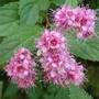 Spiraea  s.burnaida (Spiraea s.burnaida)
