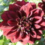 Dahlia_small_decorative