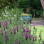 French Lavender and glazed pot