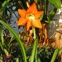 Mystery flower