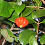 Fruit
