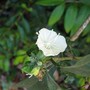 Little white flower