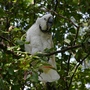 Andrea, our baby Cokcatoo enjoing a summer day on our Crab Apple tree
