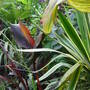 Colour, pattern, texture and form.