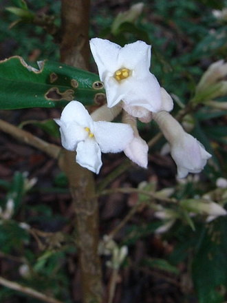 Daphne bholua 'Alba' (Daphne bholua)