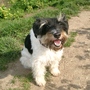 Finn happy in the sun!