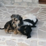 Finn and Toto