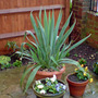 Dsc00066_edited