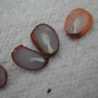 Persimmon fruit seeds cut in half,check out blog for details