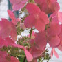 hydrangea 'Pink Diamond' (Hydrangea paniculate (Hydrangea))