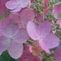 hydrangea 'Pink Diamond' (Hydrangea paniculate (Hydrangea))