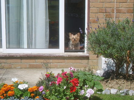 Ella looking at the garden