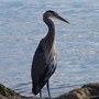 Heron Great Blue