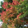 Fall colors.jpg