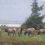 Herd of Elk