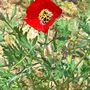 papaver somniferum 0002 (Papaver somniferum (Opium poppy))
