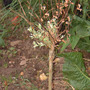 A garden flower photo (Salix japonica)