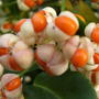 Euonymus