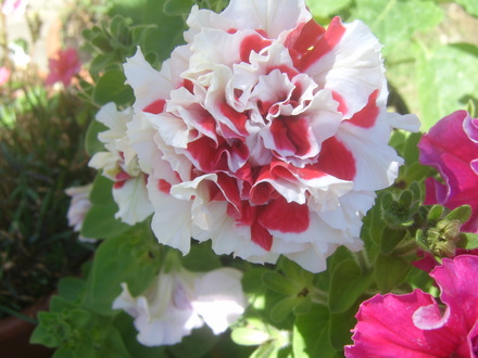 garden delight
