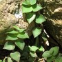 Fern