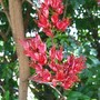 To be identified