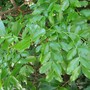 To be identified