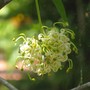 Grevillea