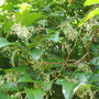 To be identified