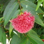 Syzygium wilsonii ( Powder Puff Lilly-Pilly ) (Syzygium wilsonii)