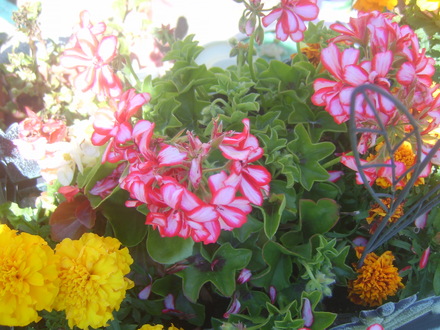 garden delights