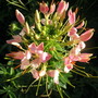 Spider Flower (Cleome hassleriana)