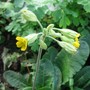 Cowslip (Primula Veris)
