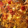 Mountain Ash