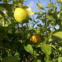 Lemon / Orange tree