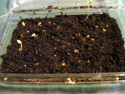 Geranium seeds 