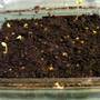 14_jan_2008_geranium_seeds
